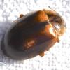 Aphidecta obliterata